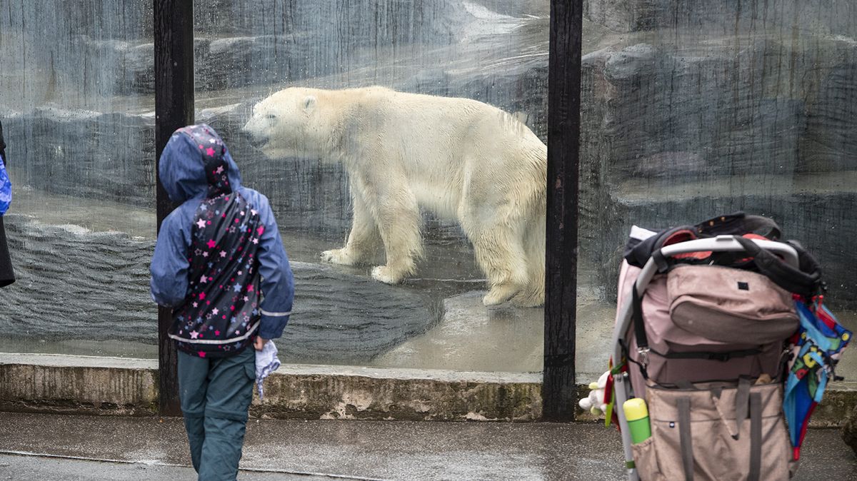 Pražská zoo přišla o lední medvědici Bertu, kvůli nemoci ji musela utratit